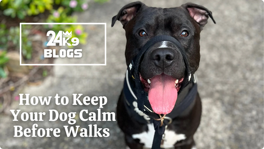 How to Keep Your Dog Calm Before Walks