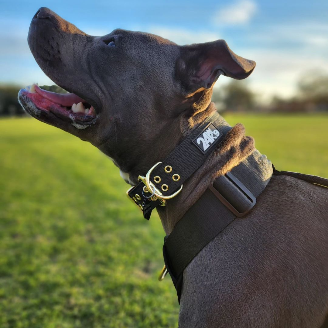 Because You Deserve Walks That Feel Effortless