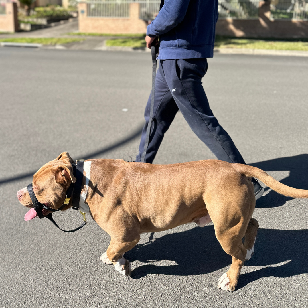 ALLOWS YOU TO CONTROL DOGS THAT ARE BIGGER AND STRONGER THAN YOU