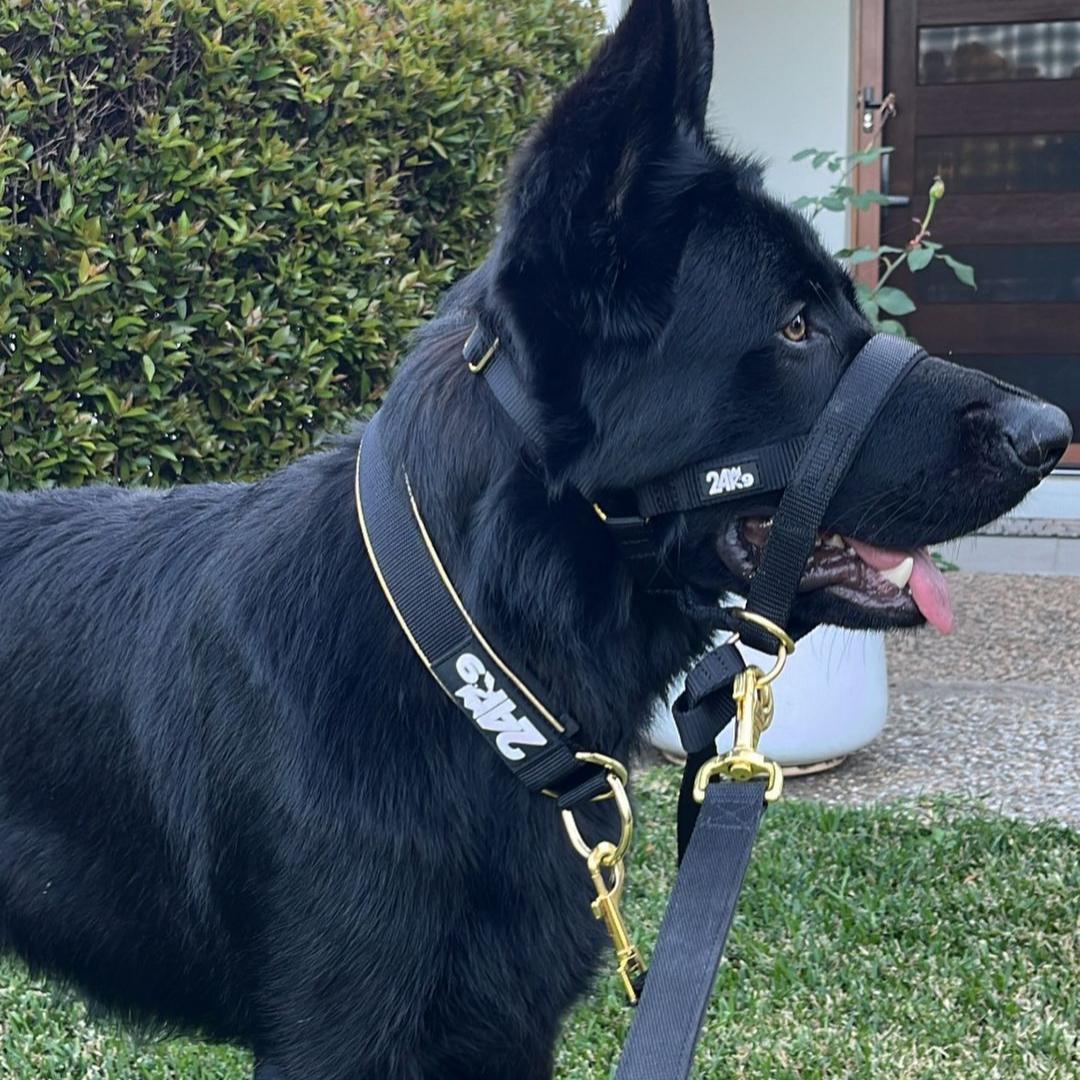 Customer and Canine Approved