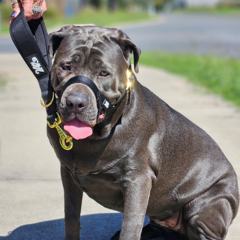 Karen and Aurora the Neo Mastiff
