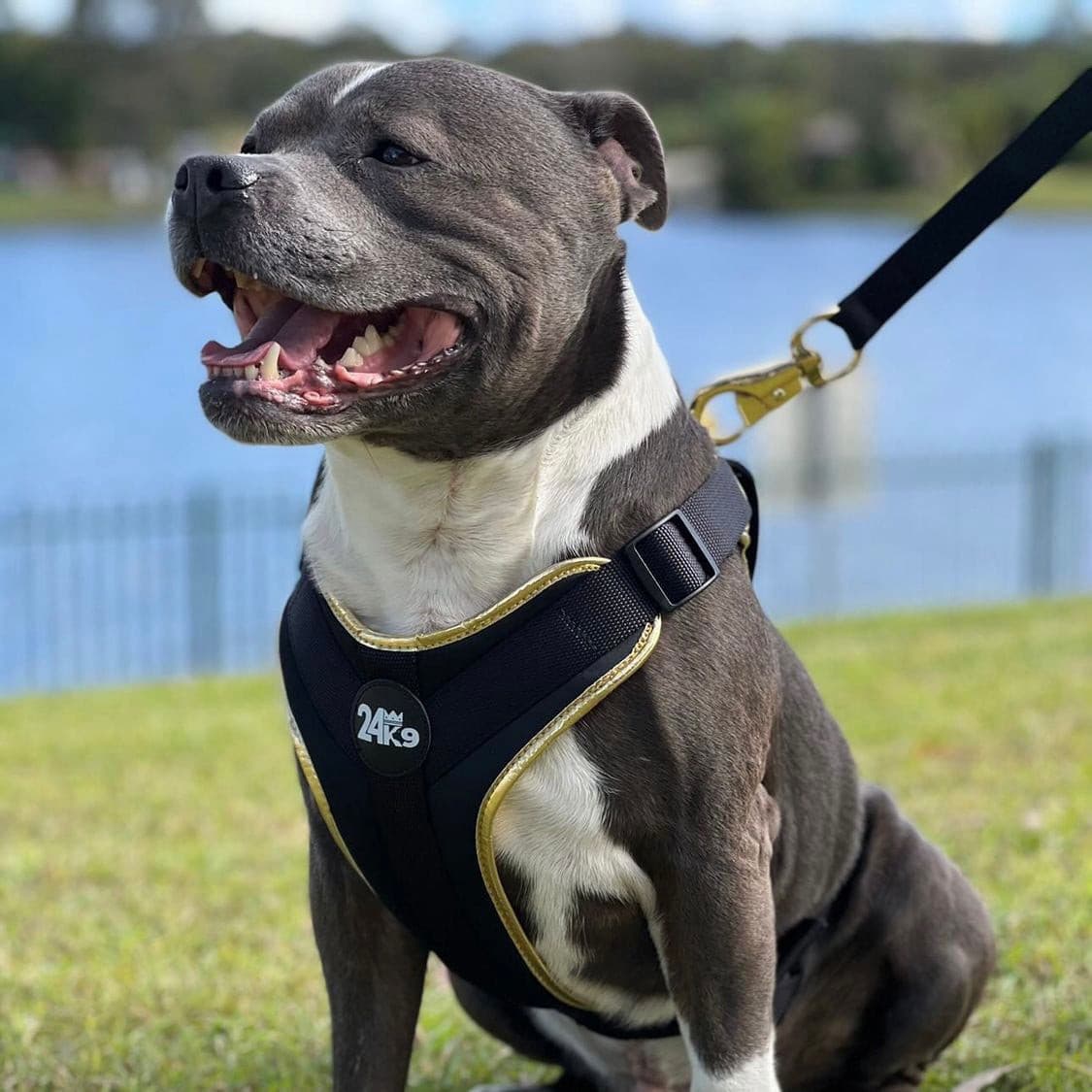 staffy, blue staffy, dog harness, luxury dog harness, strong dog harness, high quality dog harness