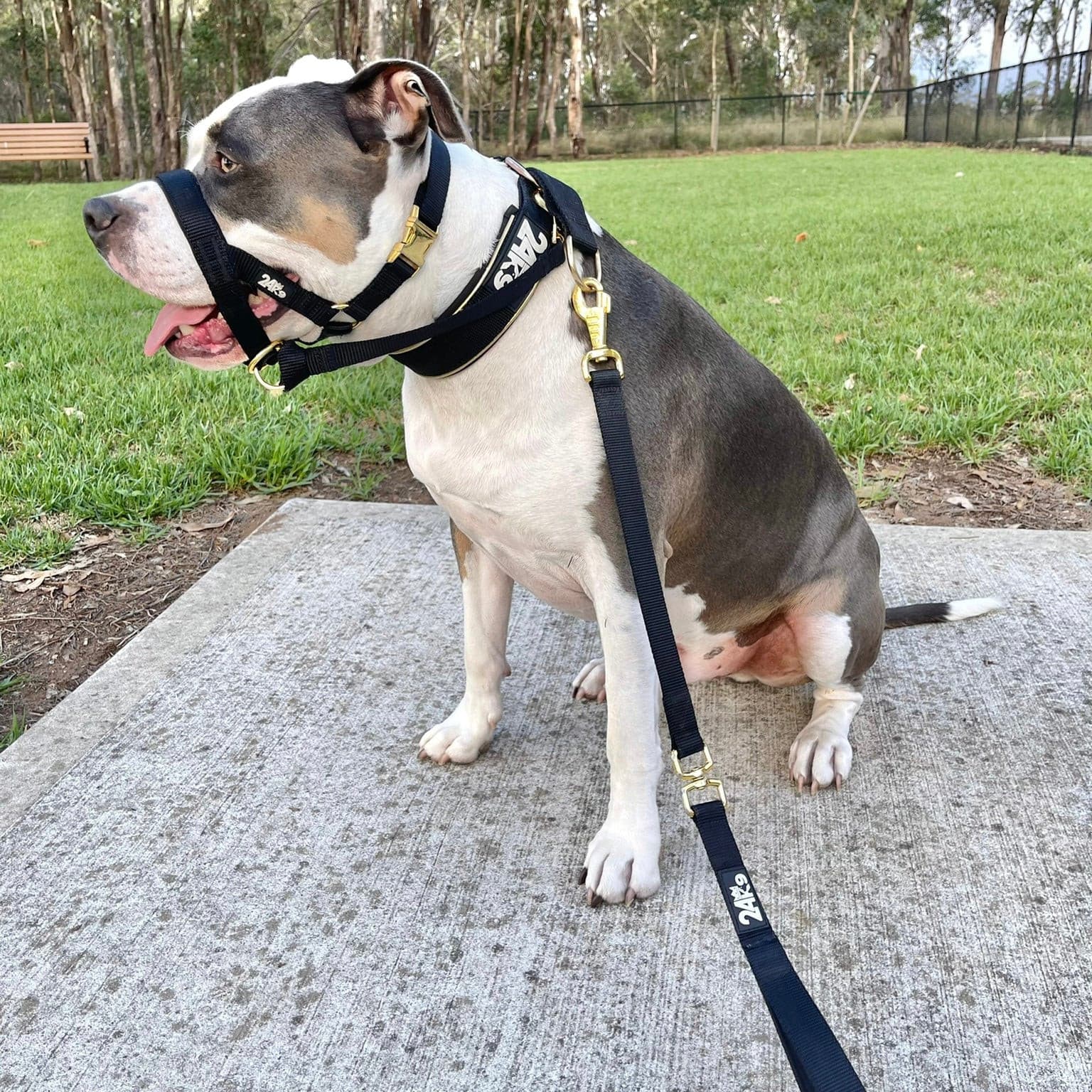 Durable Walking Dog Leash