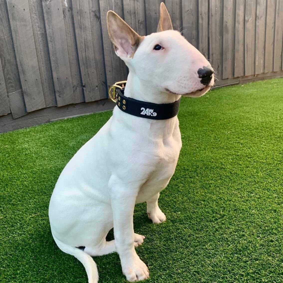 Neoprene Padded Dog Collar