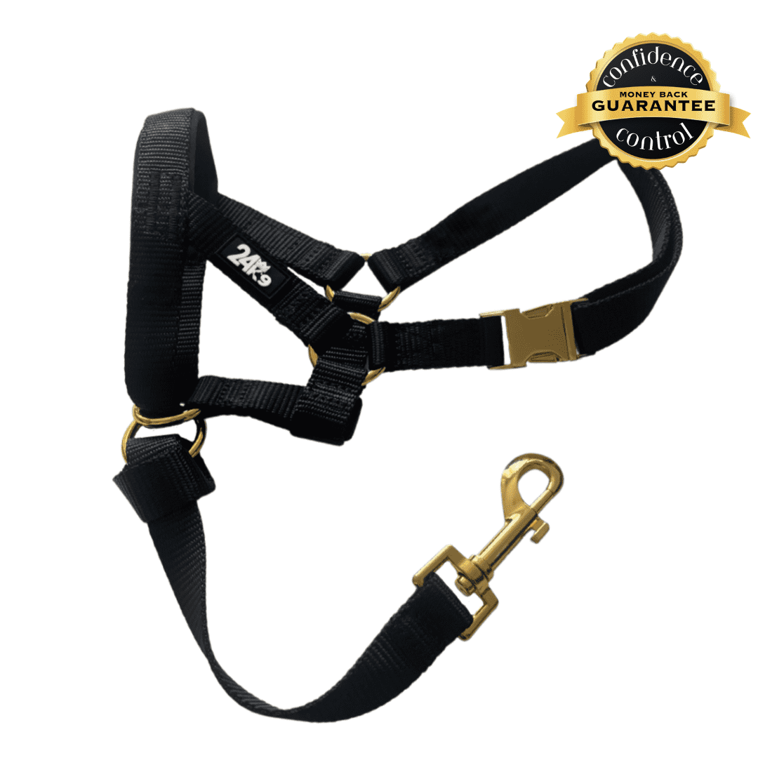 Halter harness sales