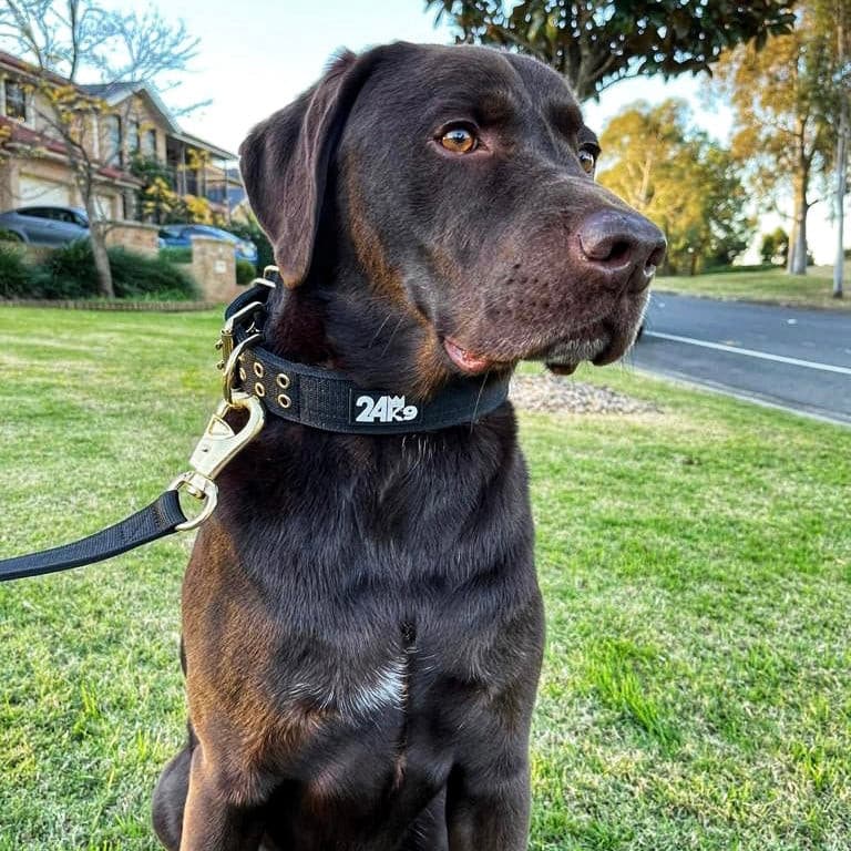 Strong Polyester Dog Collar