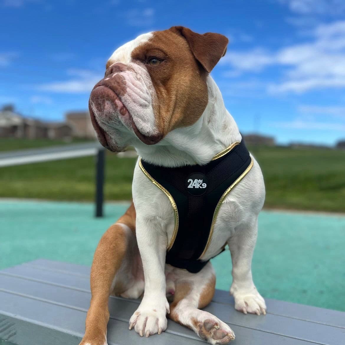 Stylish Neoprene Dog Harness