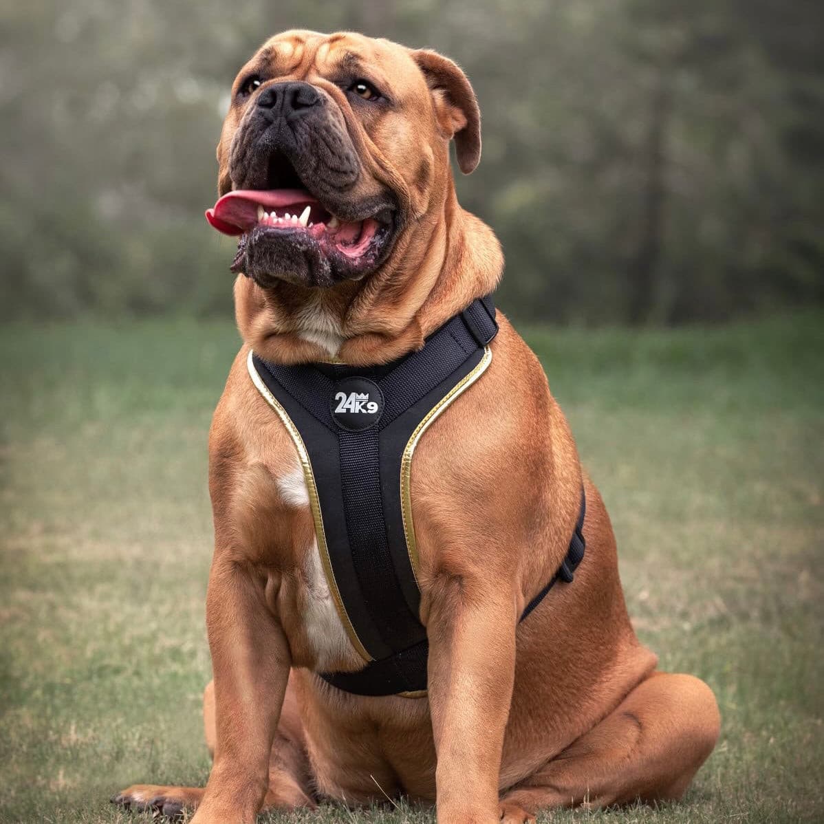 Gold Detailed Dog Harness