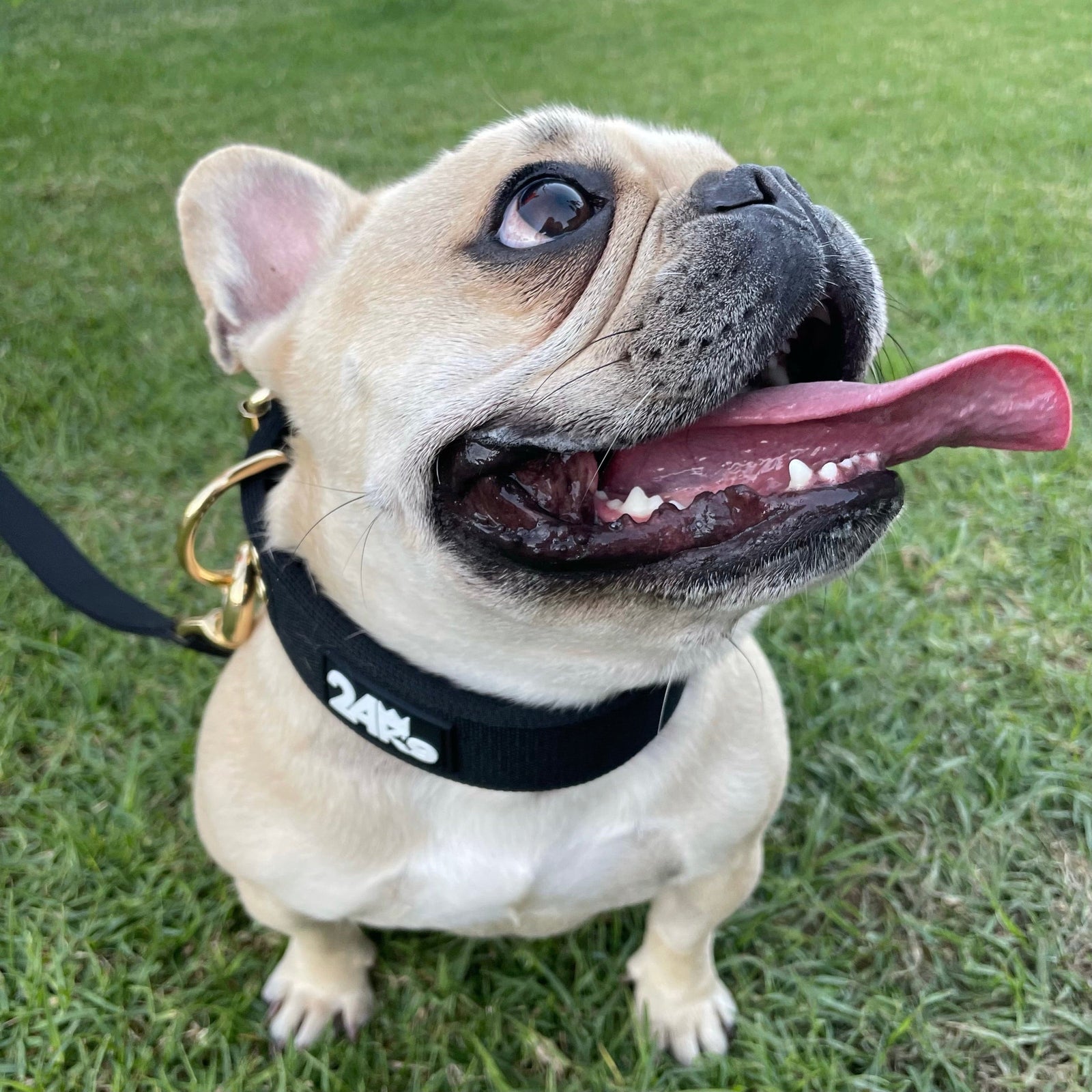 Gold Buckle Dog Collar