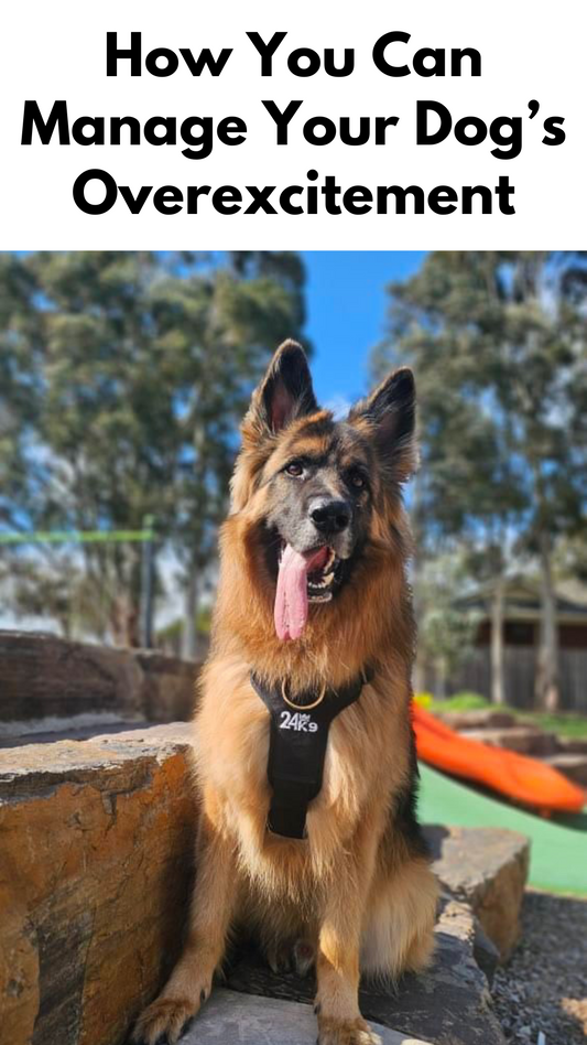 Managing Your Dog's Overexcitement