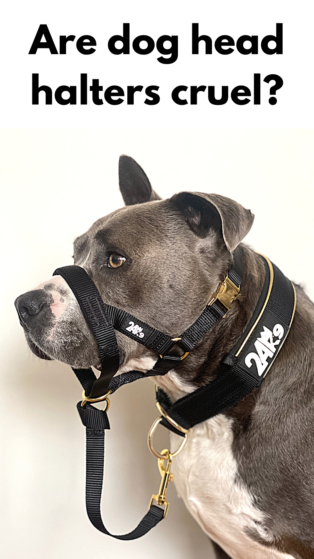 Are dog head halters cruel?