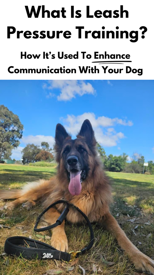 What Is Leash Pressure Training? How It's Used To Enhance Communication With Your Dog