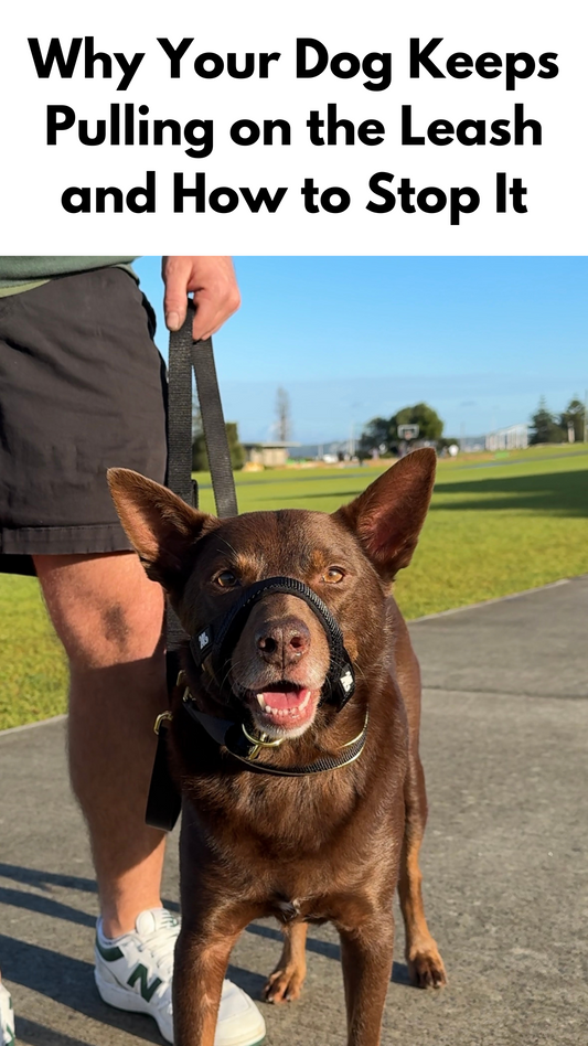 Why Your Dog Keeps Pulling on the Leash and How to Stop It