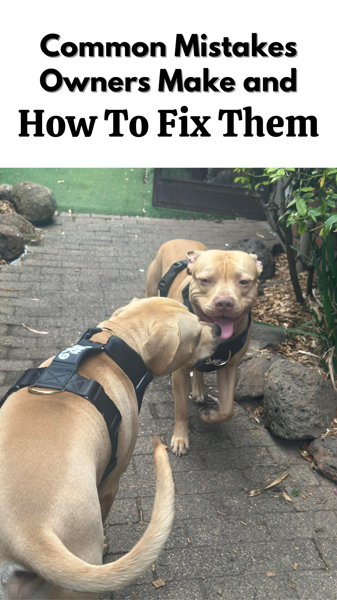 Common Mistakes Dog Owners Make and How to Avoid Them