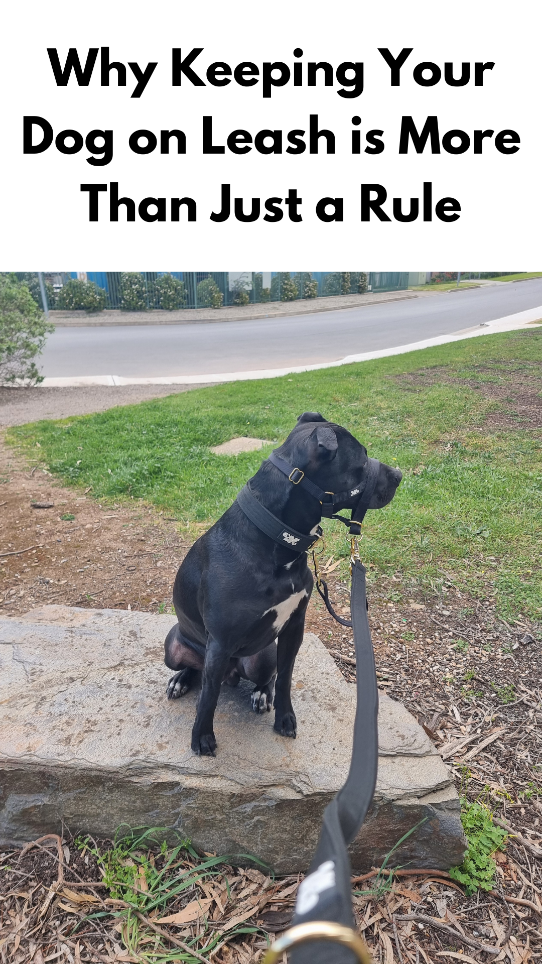 Why Keeping Your Dog on Leash is More Than Just a Rule