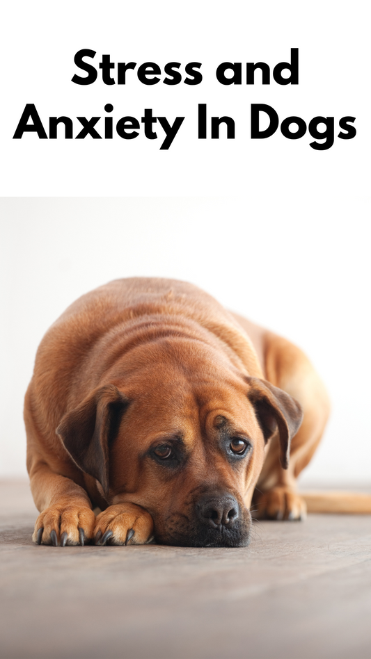 Stress and Anxiety In Dogs