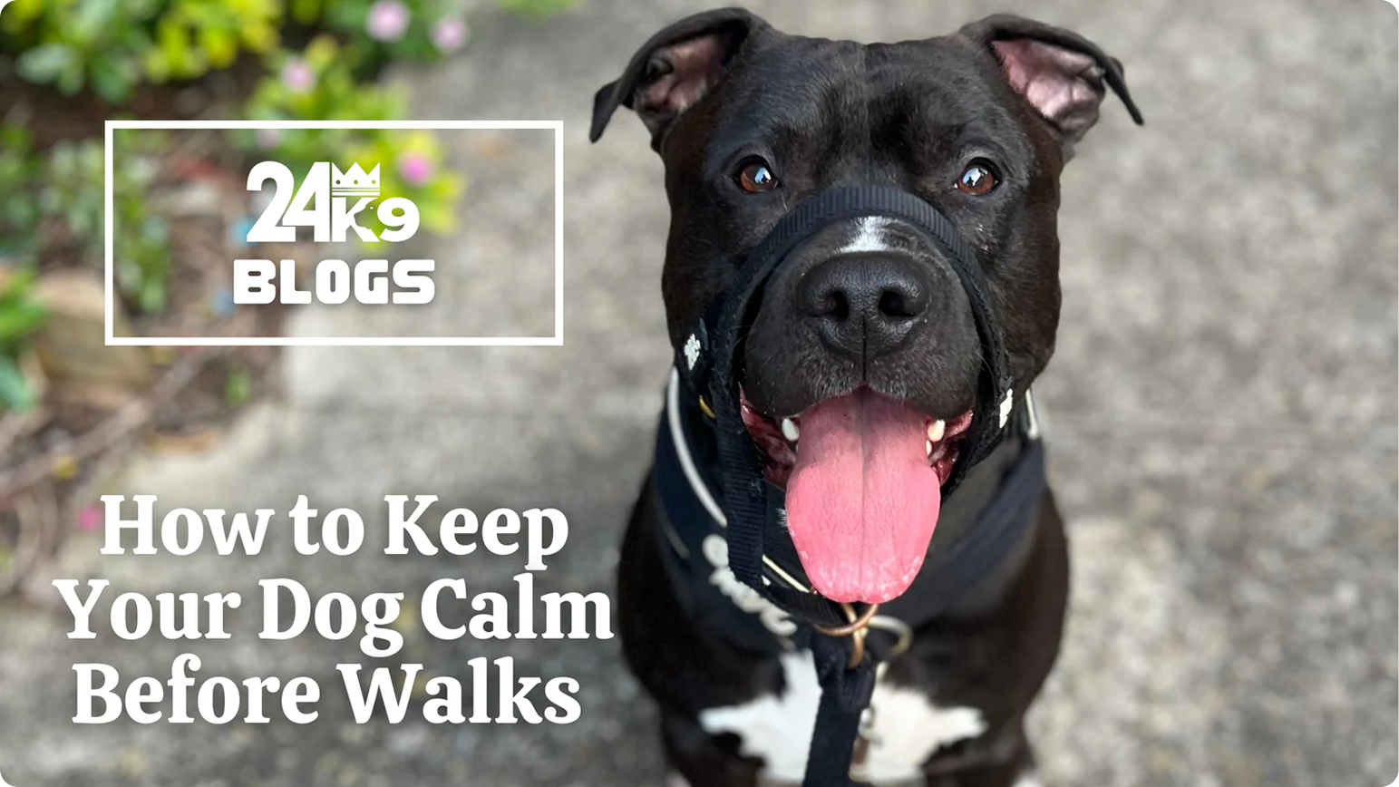 How to Keep Your Dog Calm Before Walks