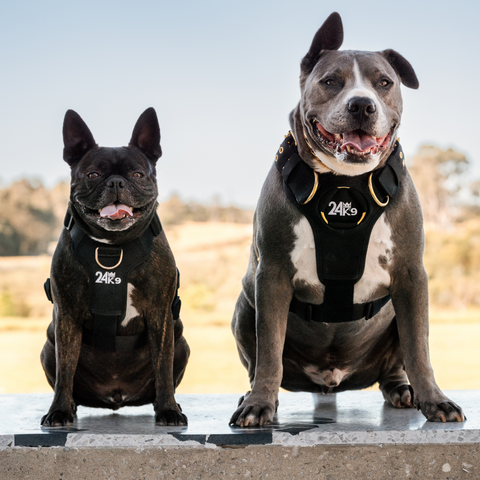 All 24K9 Products
