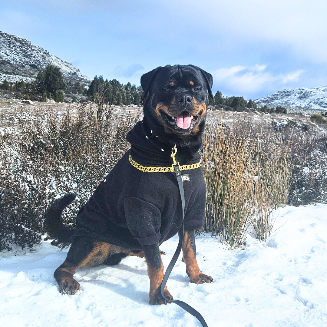 Stylish Dog Apparel 24K9