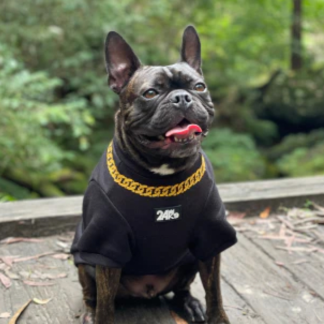 Stylish Dog Apparel 24K9