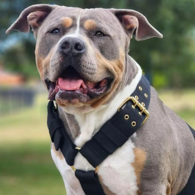 Premium Dog Harnesses