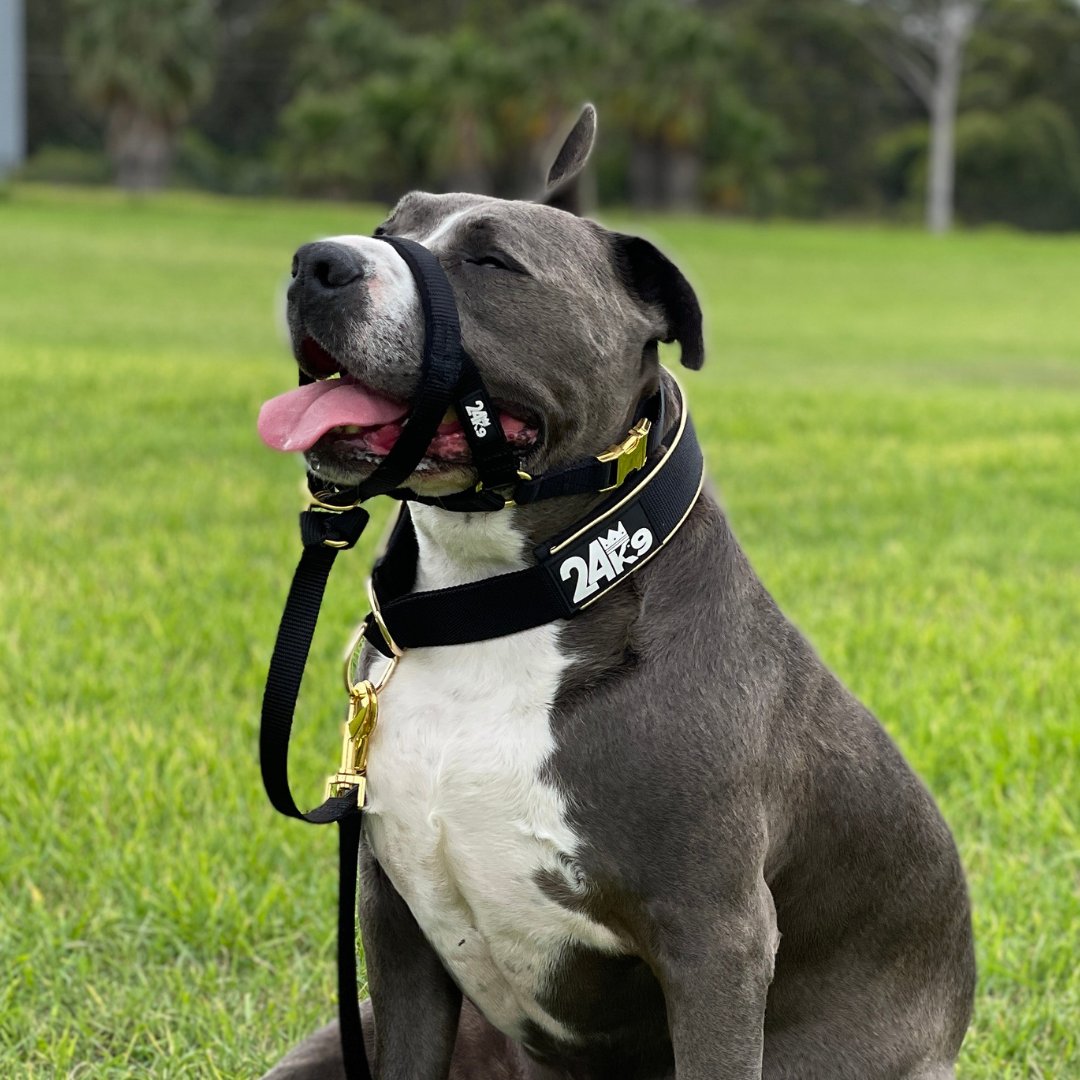 Comfortable Dog Harnesses