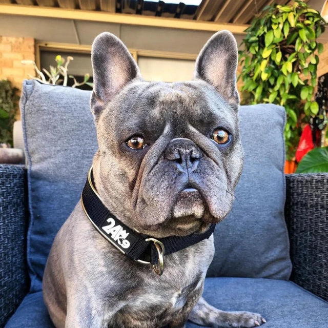 Personalized Dog Accessories