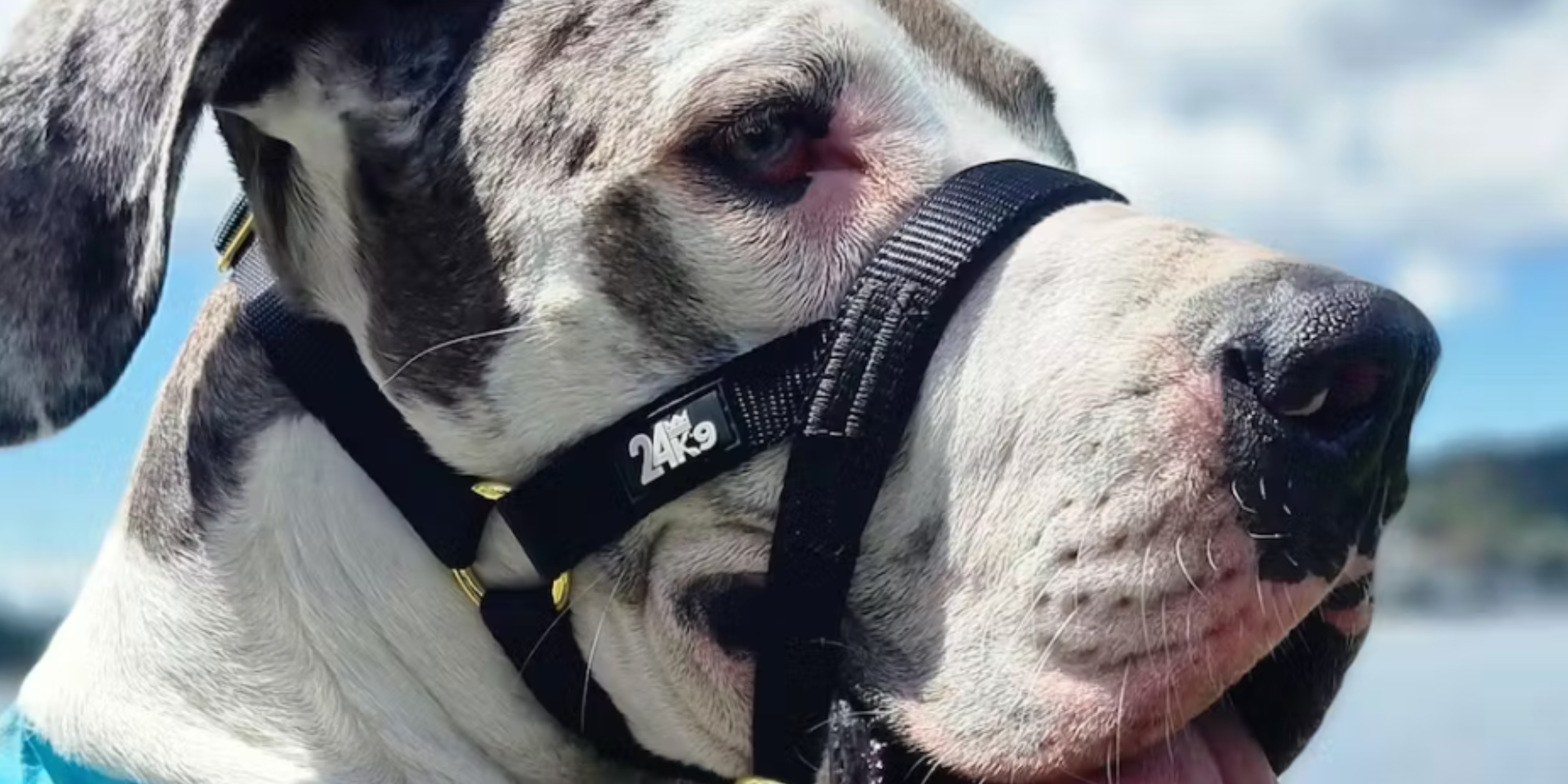 Great top dane halter