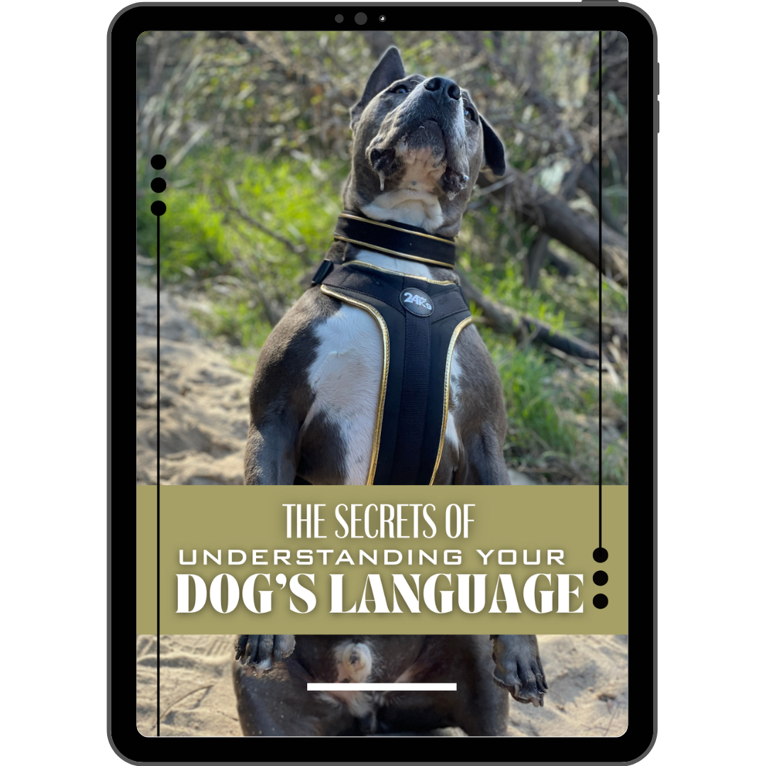 The Secrets Of Understanding Your Dog's Language