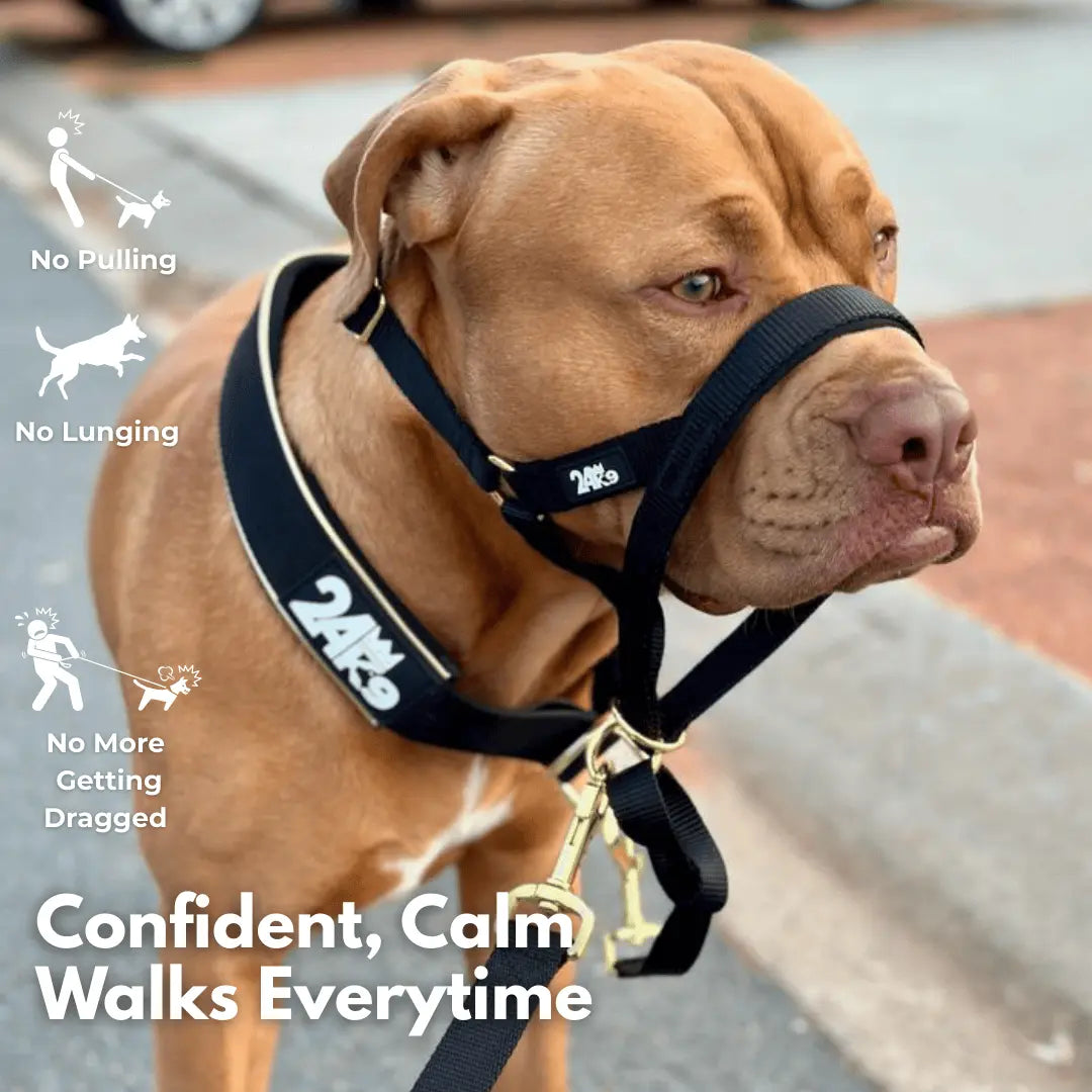 Kontroller Head Halter