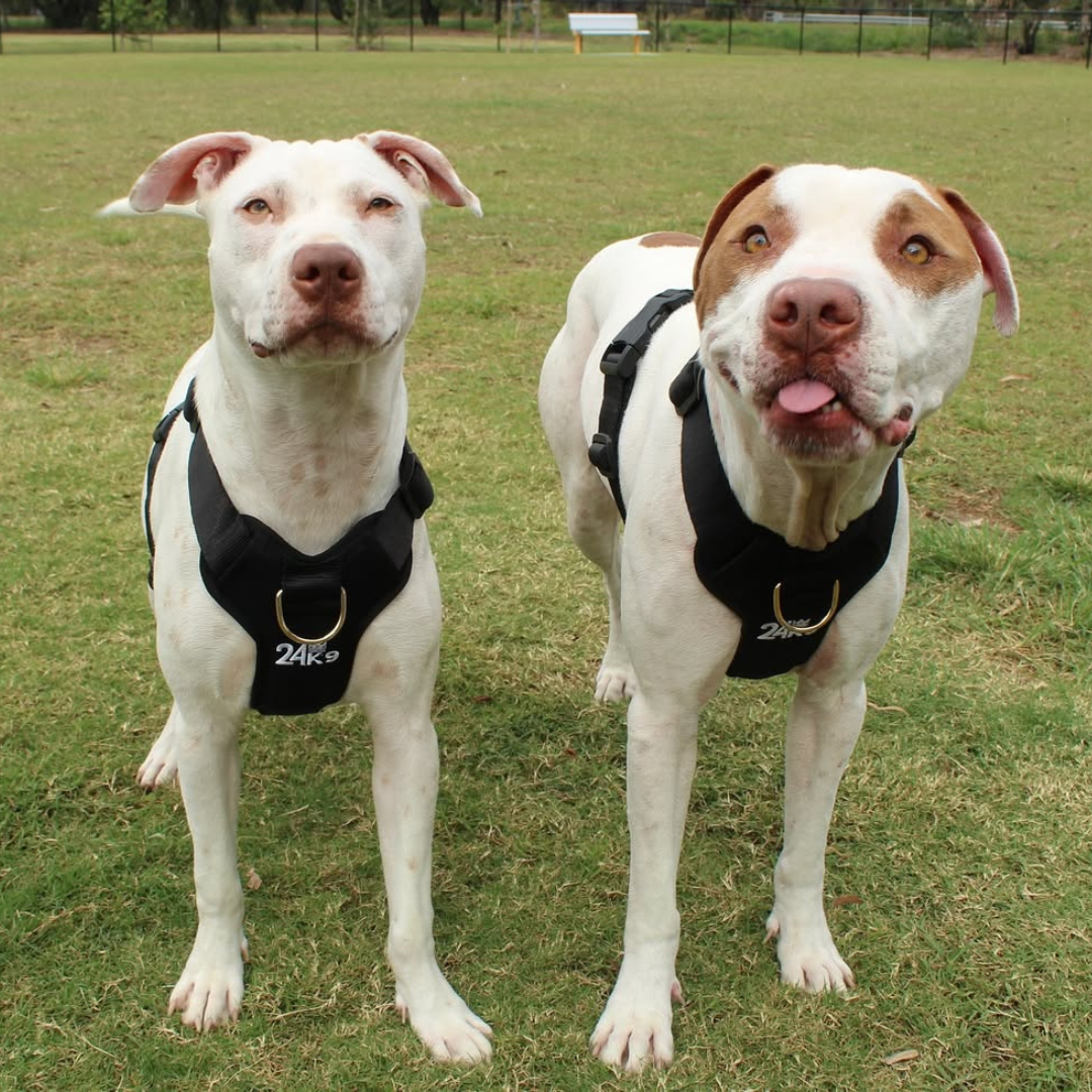 Kombat Harness