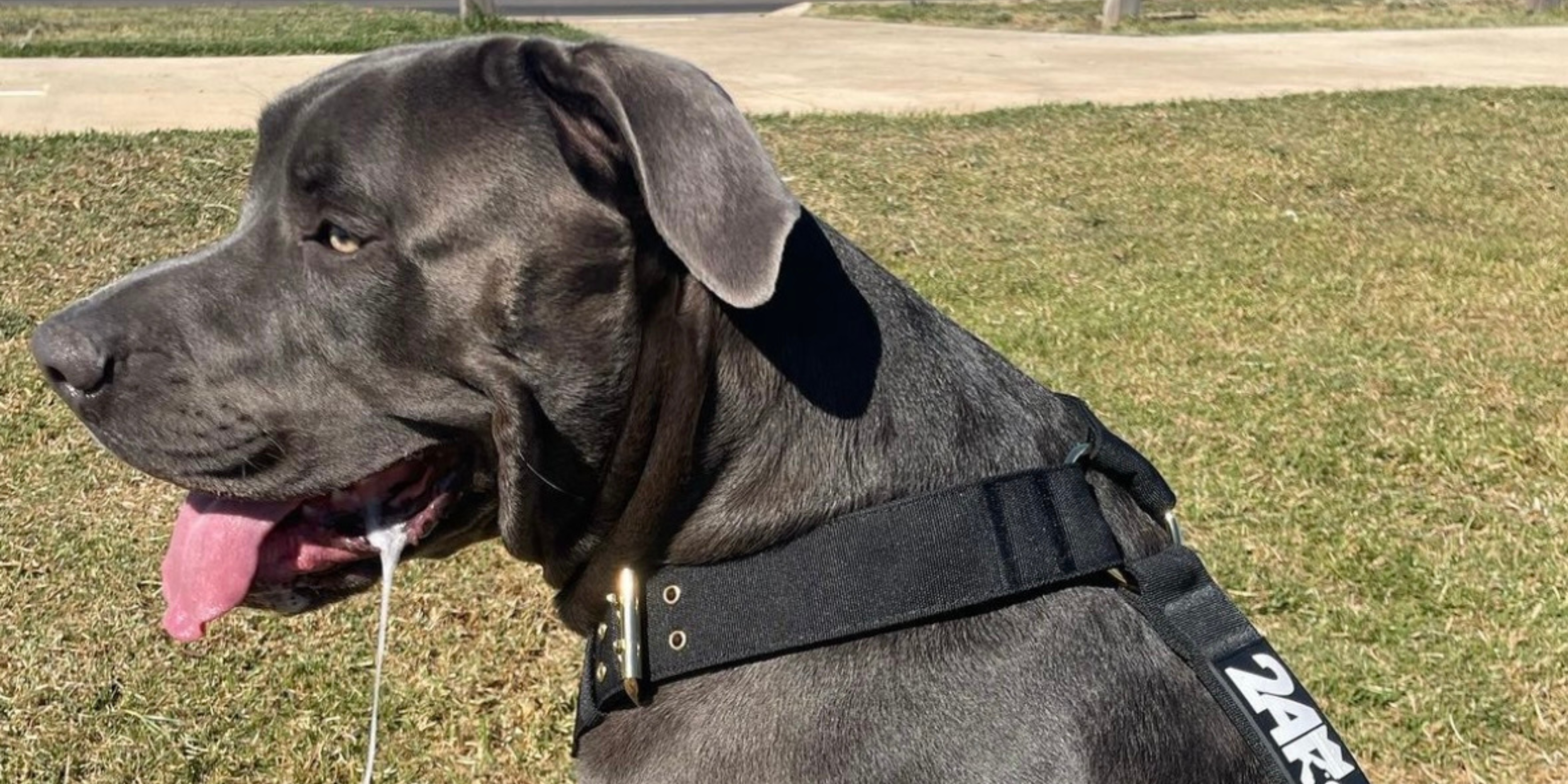 Y Shape Dog Harness Comfortable Large Dog Harness 24K9