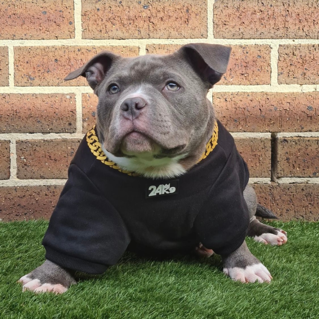 Clothes for my clearance pitbull