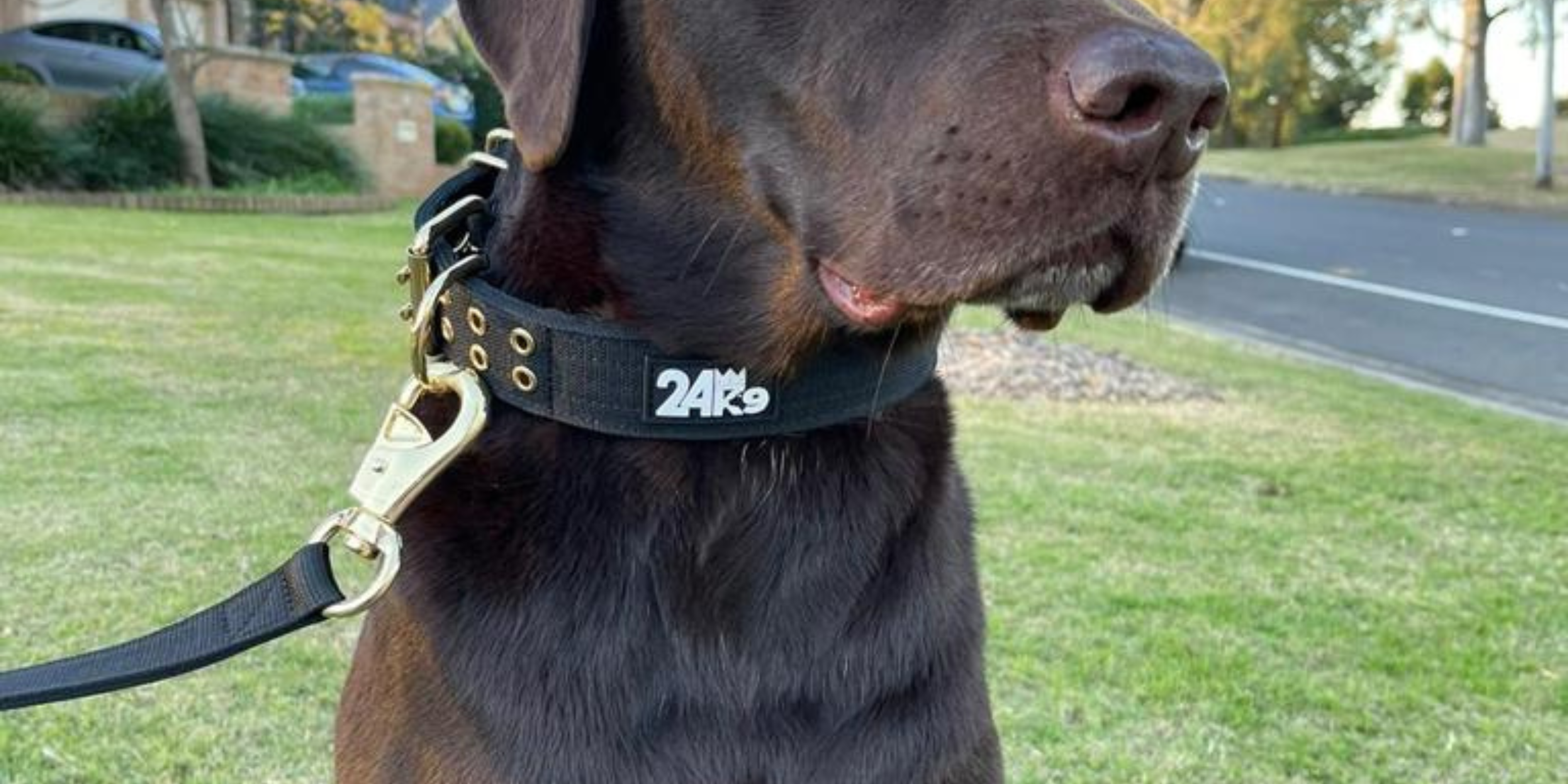 Most secure dog sales leash