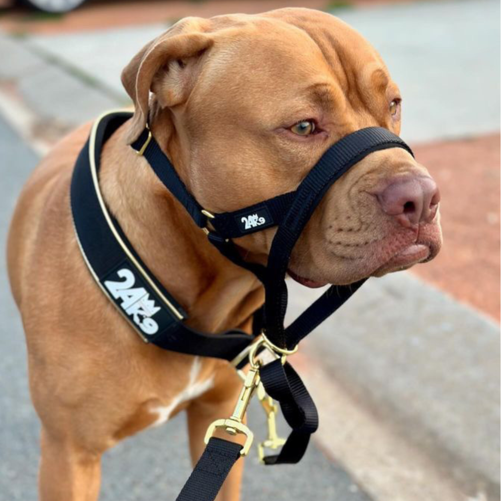 Kontroller Head Halter