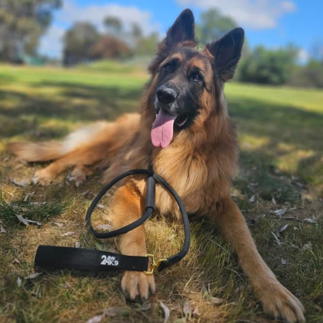 Loop slip dog leash online