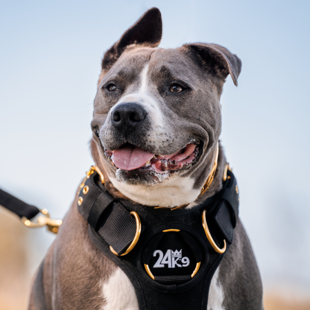 Kommando Harness
