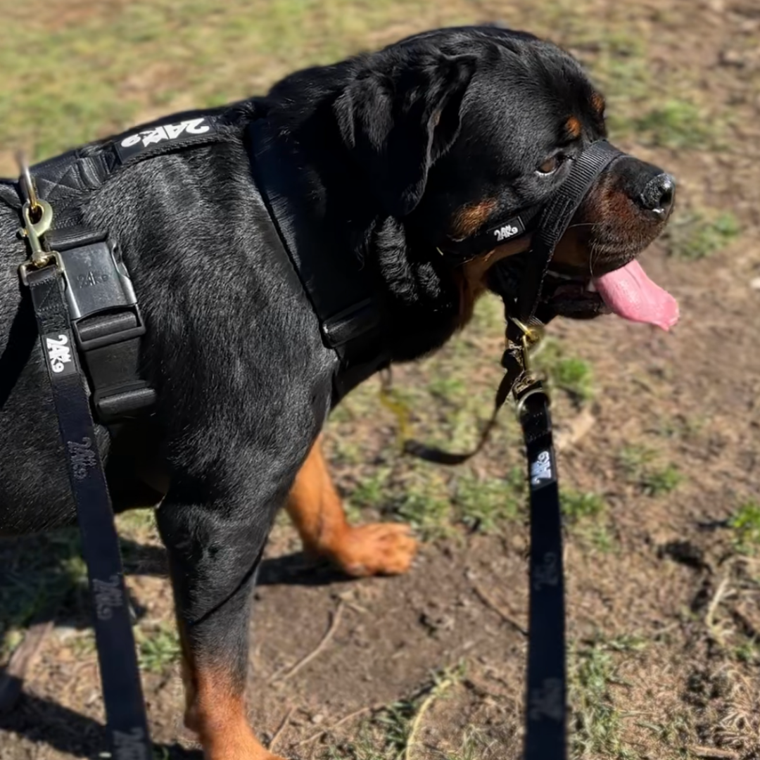 Kustom Multifunction Leash