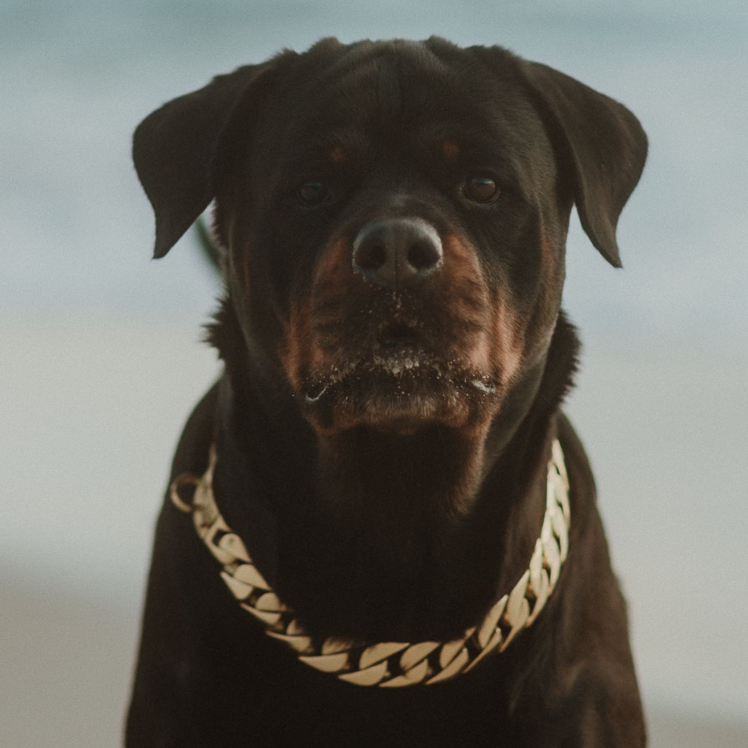 Dog chain online shop near me
