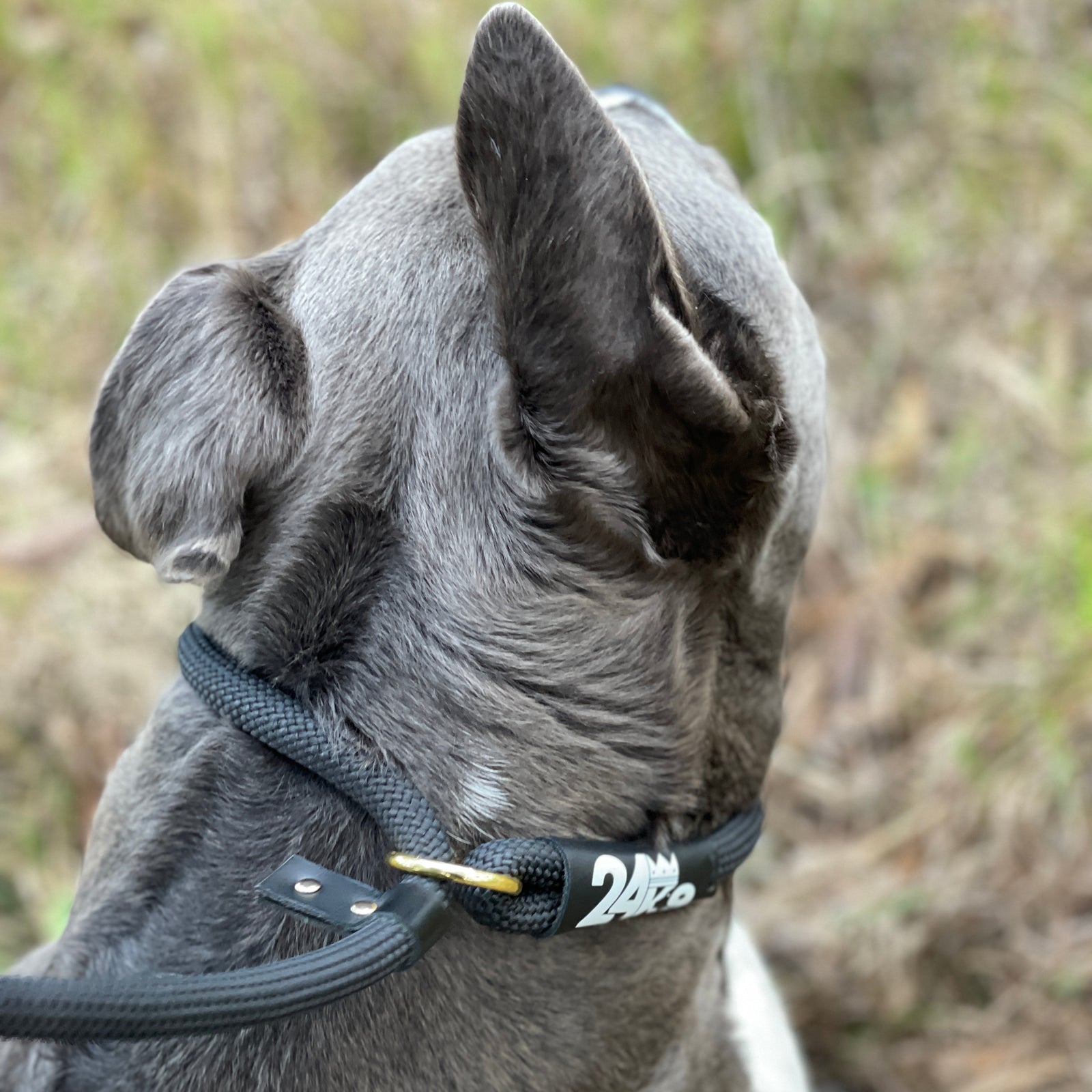 Adjustable Dog Training Leash