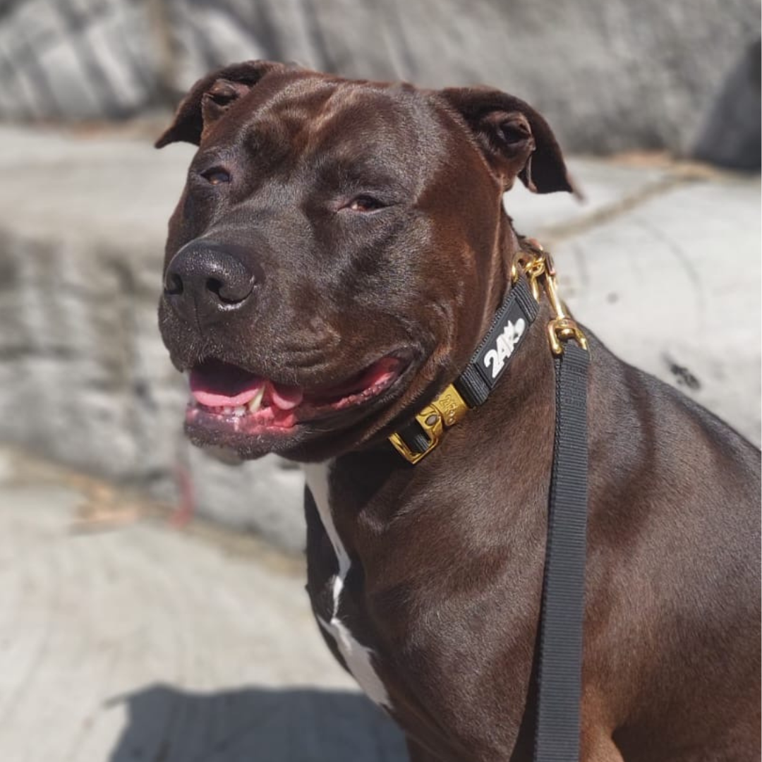 Kommando Martingale Collar