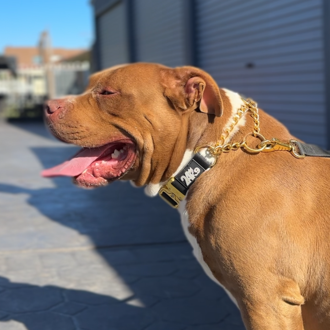 Kommando Martingale Collar