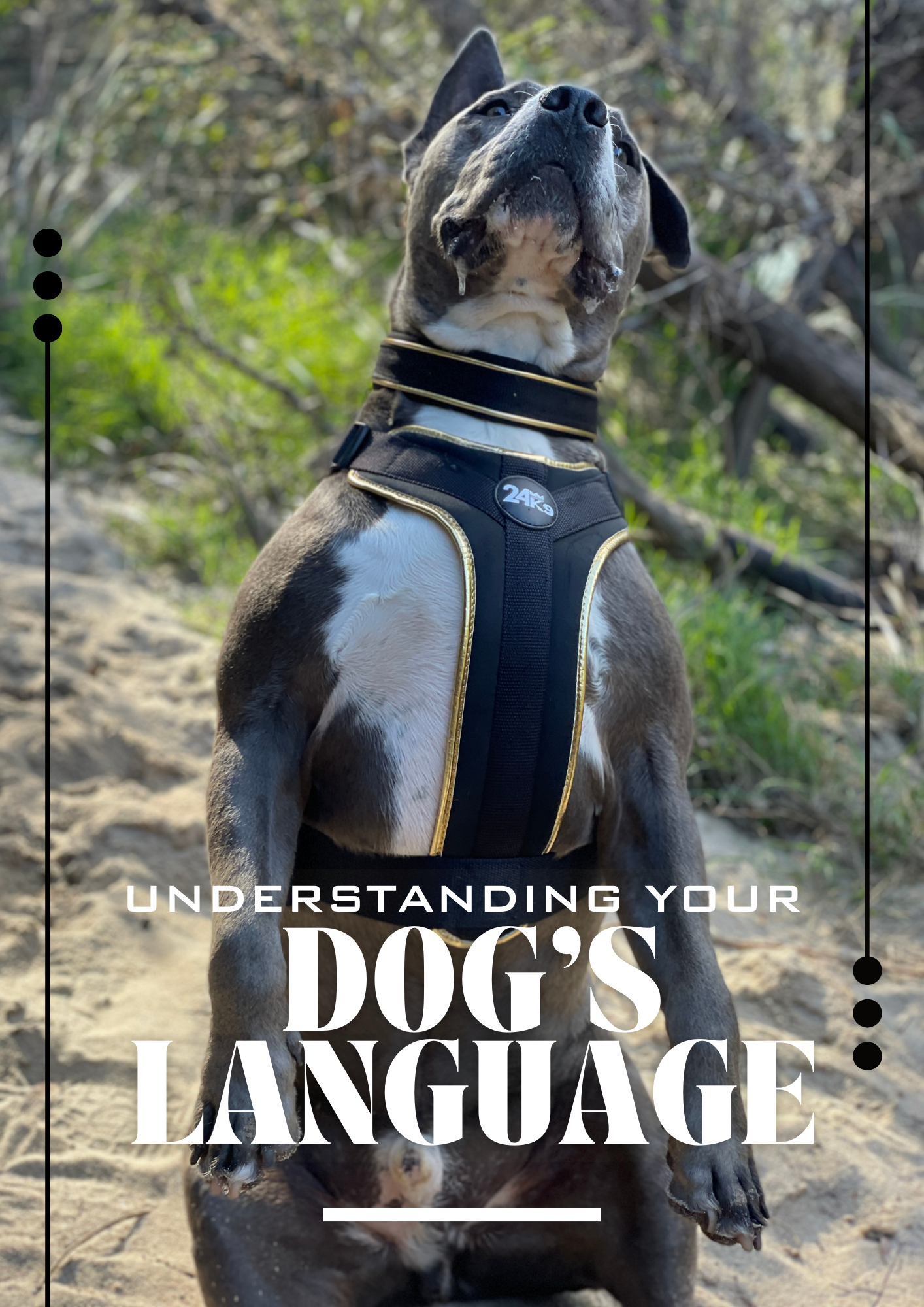 Dog Behavior Guide - Canine Communication Book