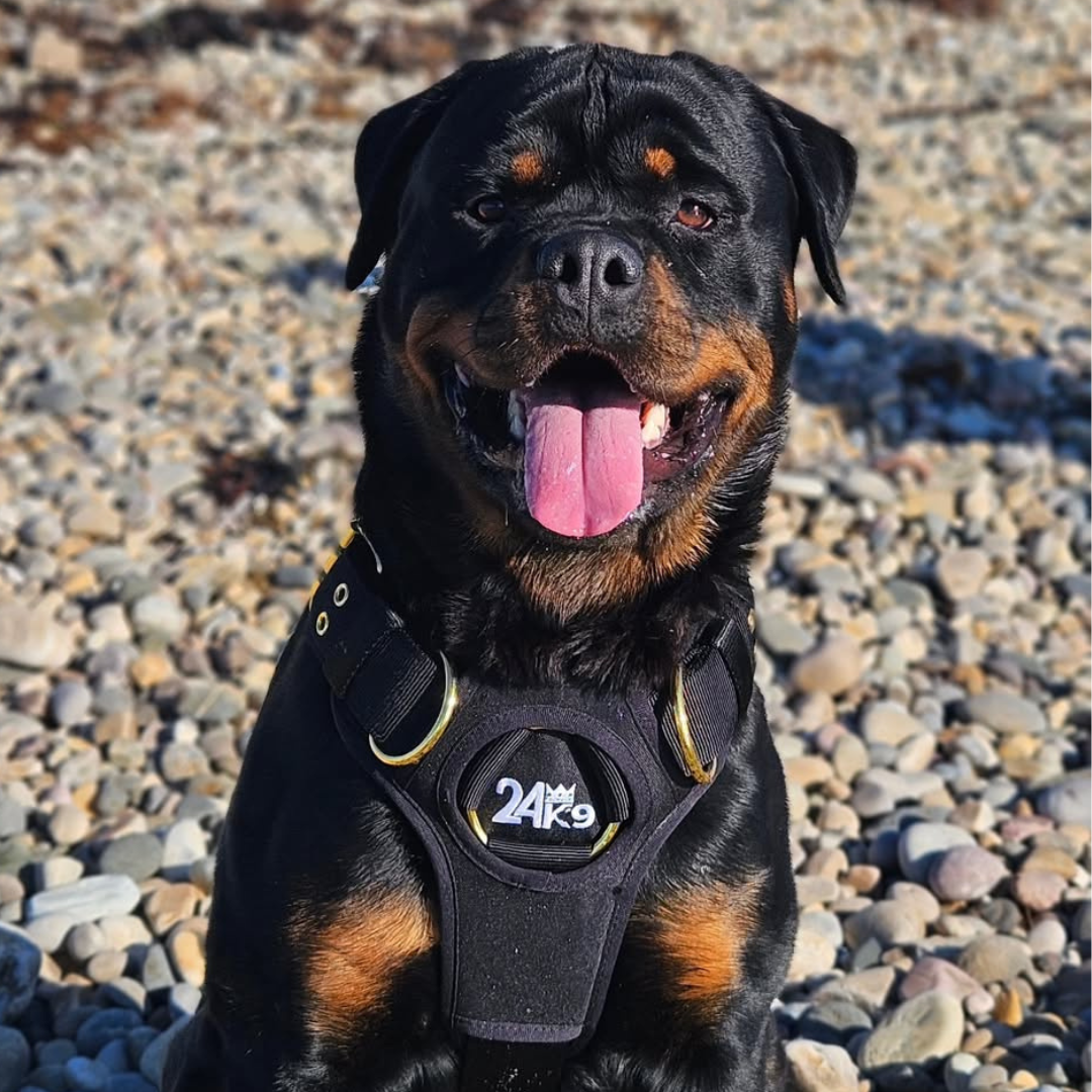 Kommando Harness