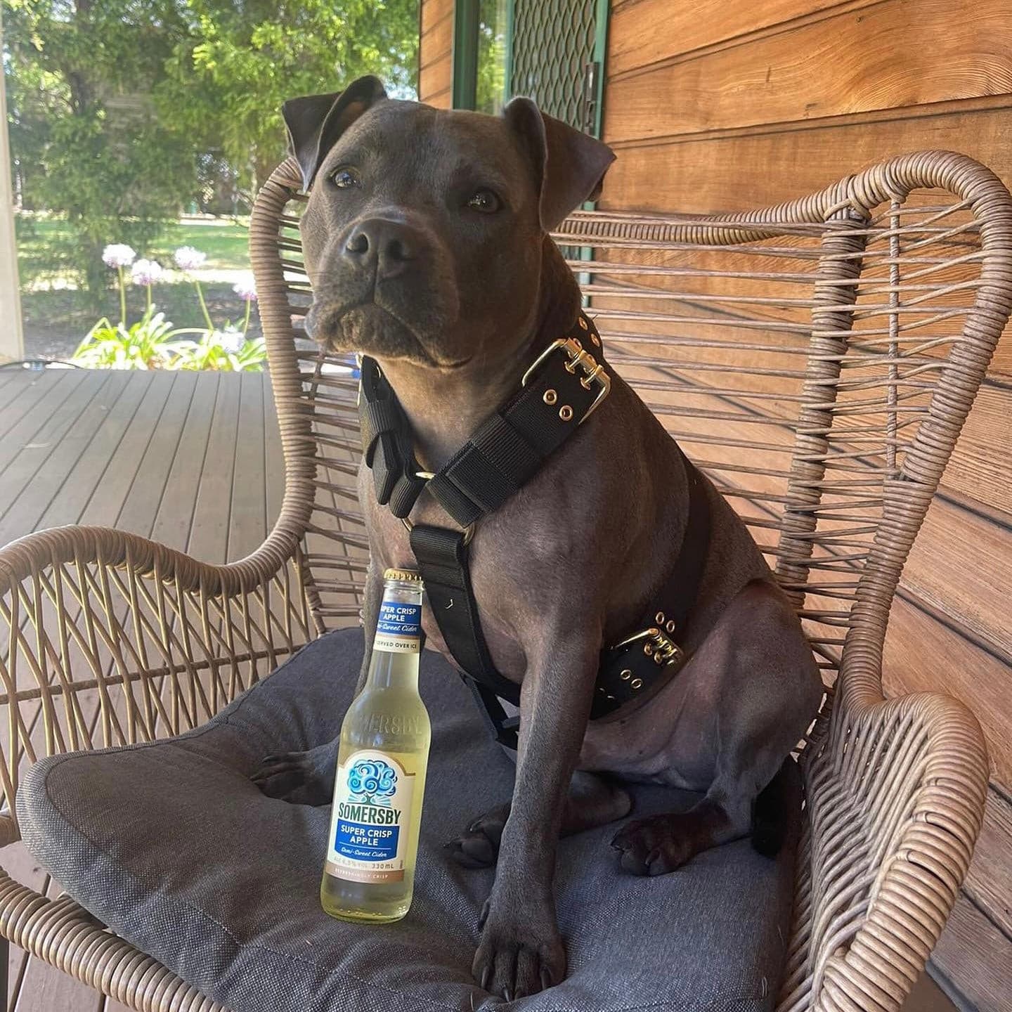 Heavy Duty Dog Harness