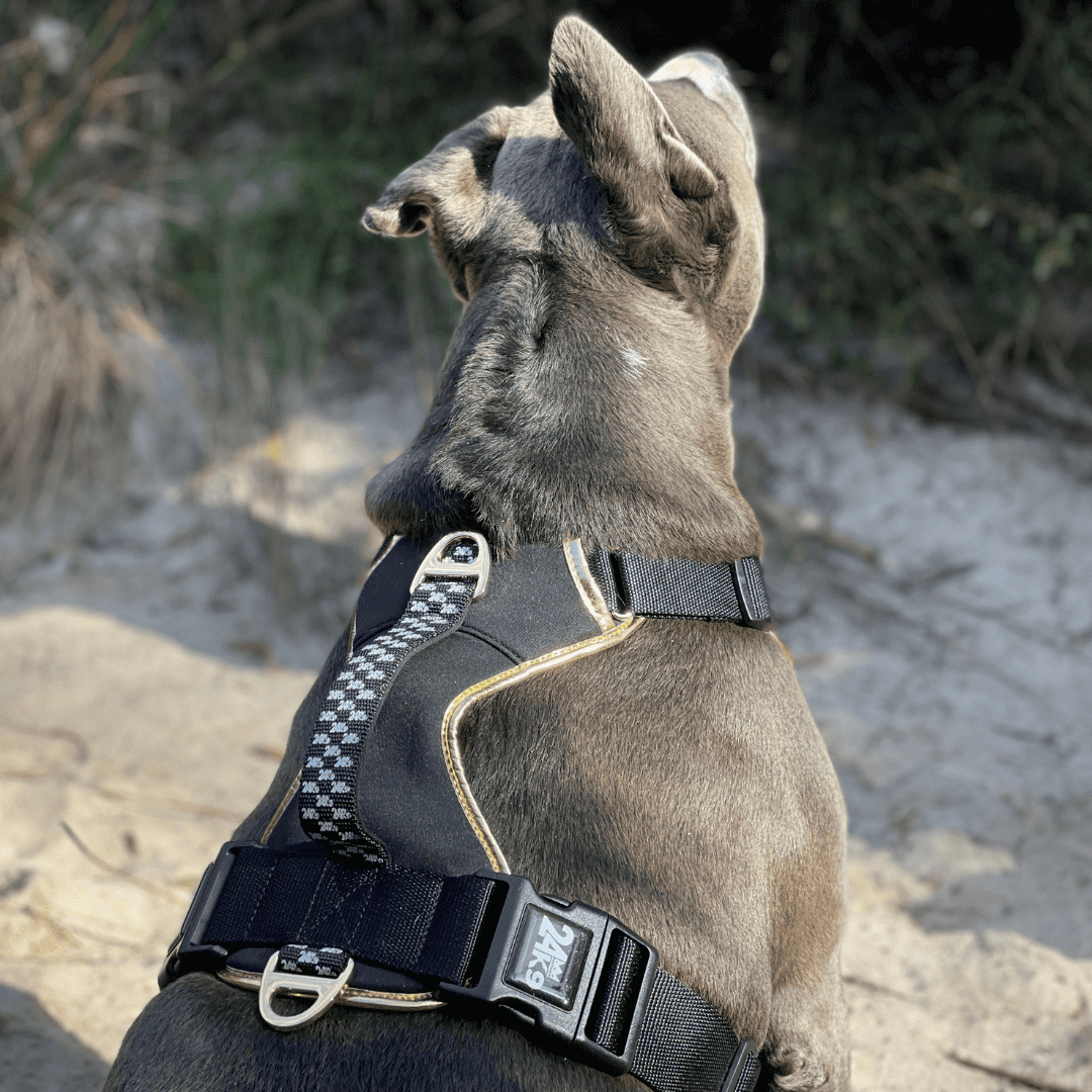 dog harness, cool dog harness, comfortable dog harness, black and gold dog harness, affordable dog harness, american staffy, blue staffy, staffy, dog harness for staffies