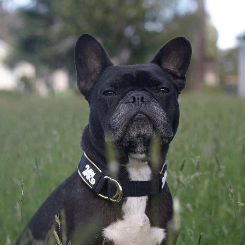 french bulldog, frenchie, dog collar, dog slip collar, slip collar, dog training collar