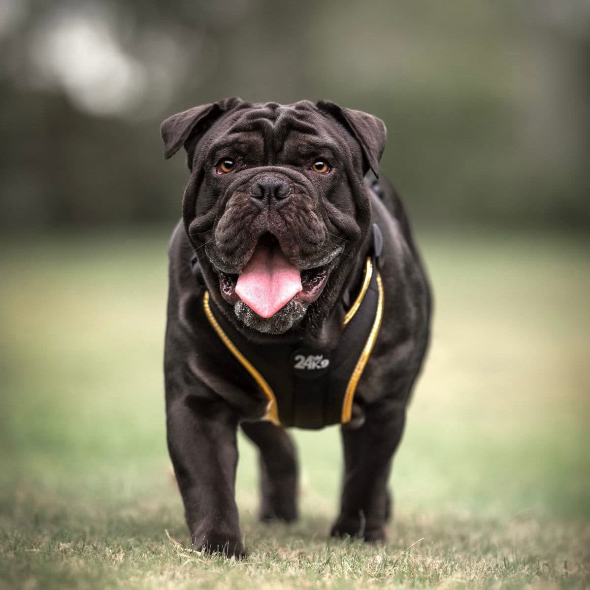 Durable Outdoor Dog Harness