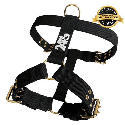 Y-Shape Dog Harness