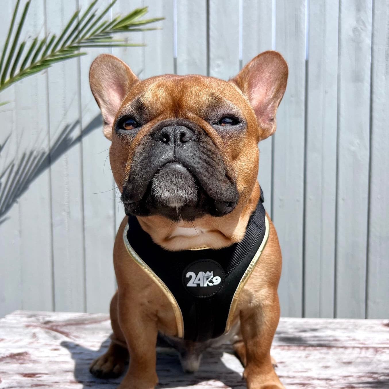 french bulldog, frenchie harness, dog harness, comfortable dog harness, stylish dog harness, luxury dog harness